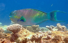 IMG_0705rfn_Maldives_Madoogali_House reef_Poisson perroquet